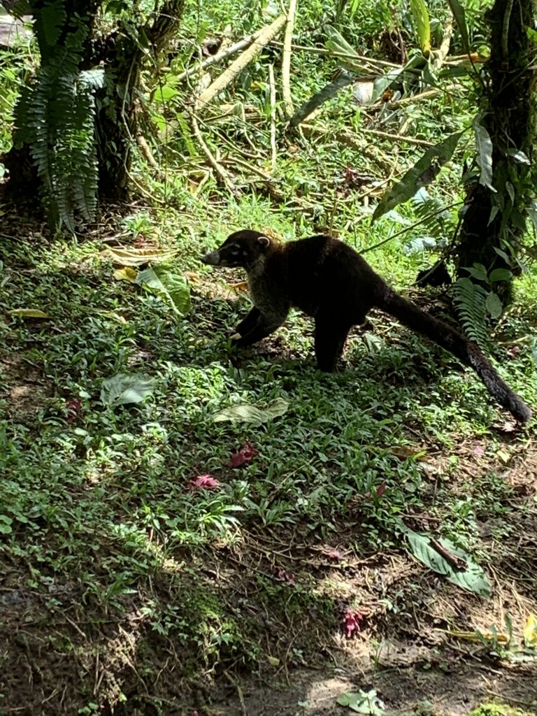 Bad picture of a White-nosed Coati at Arenal Volcano