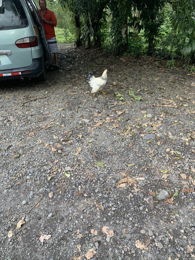 Random chicken at Arenal Volcano parking lot