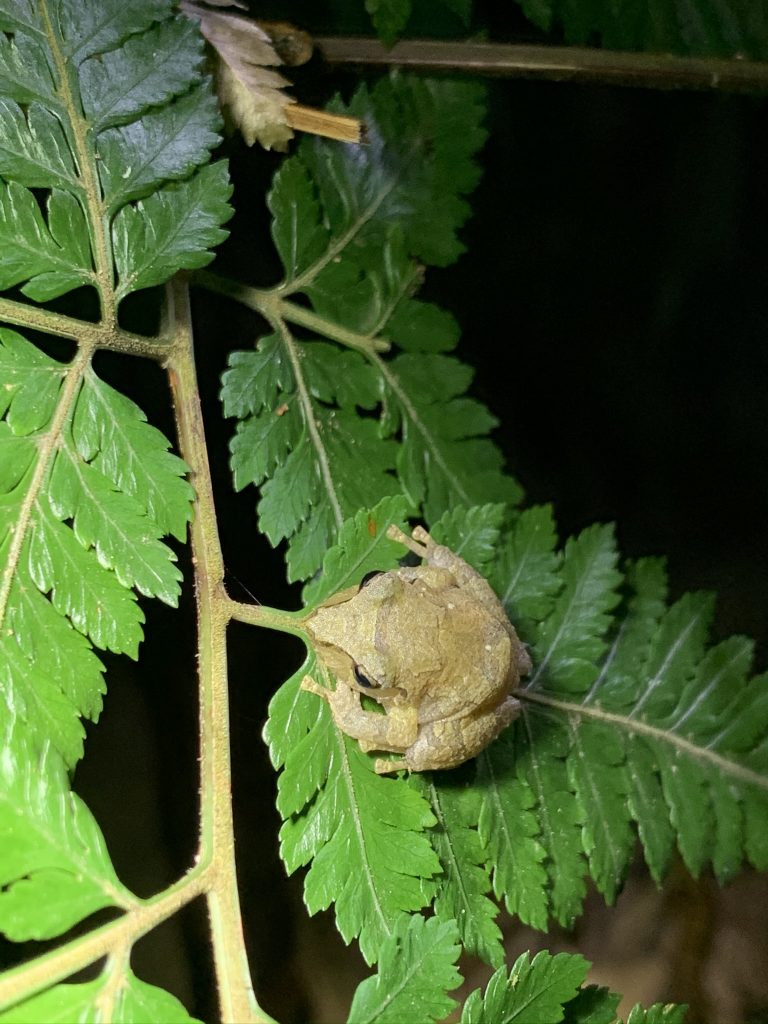 Tiny frog on night hike