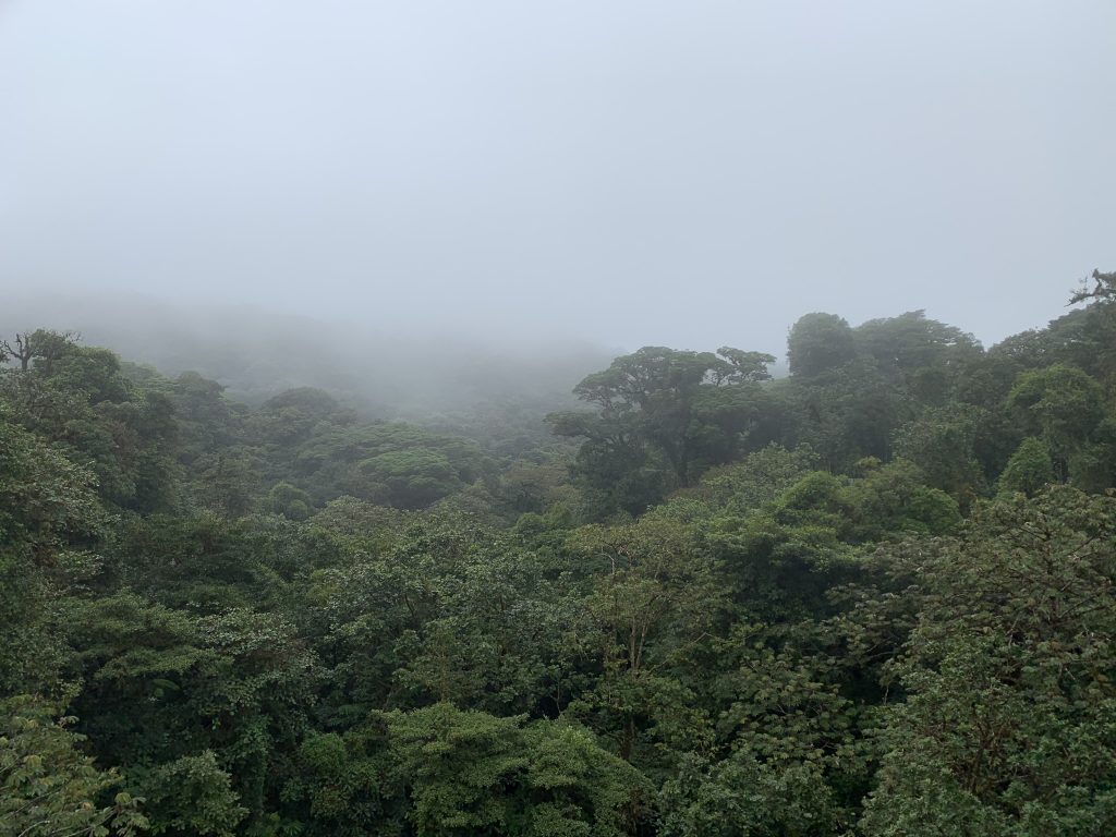 Cloud forest near Santa Elena
