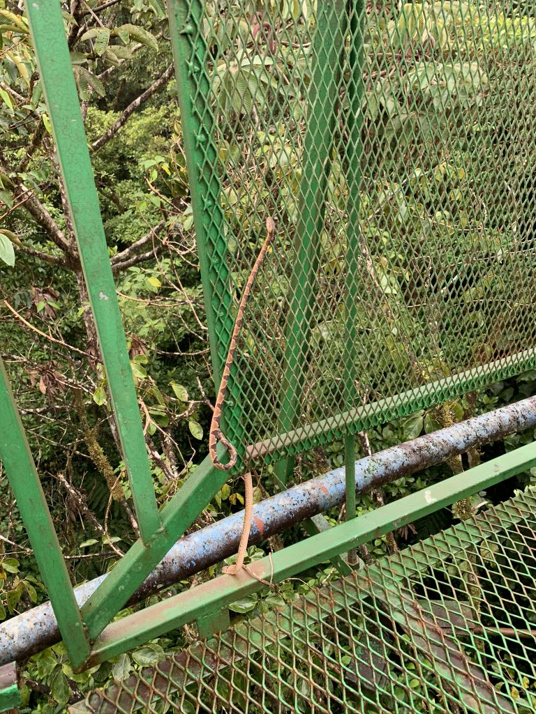Snake on a hanging bridge
