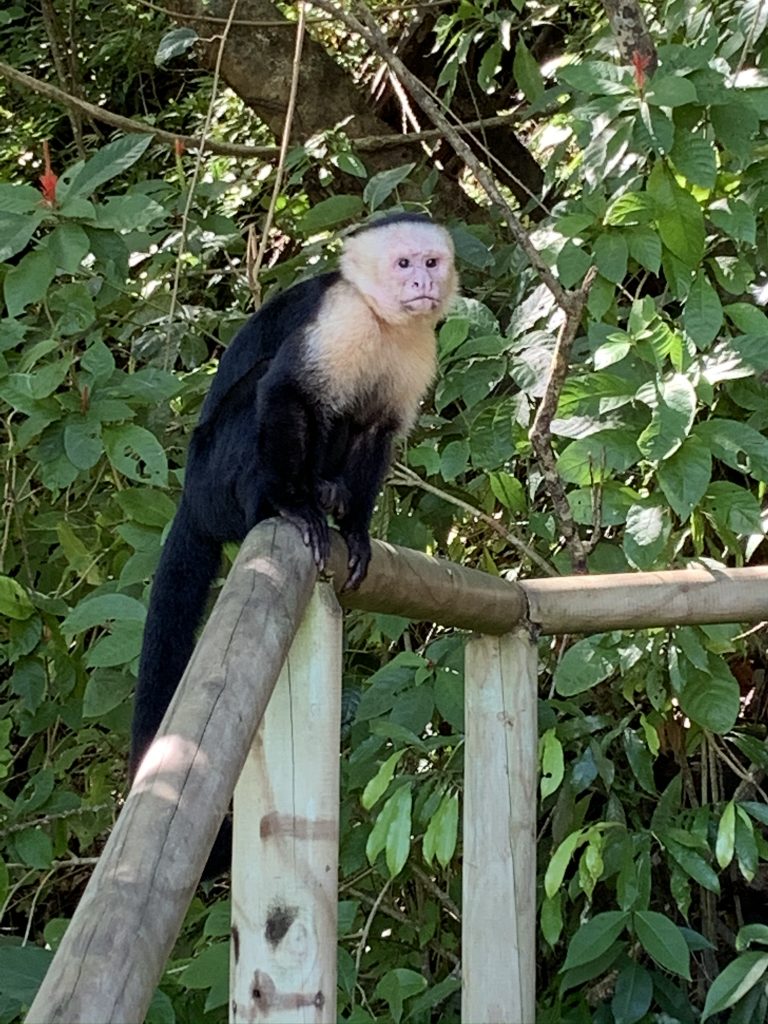 Ornery Capuchin monkeys in Manuel Antonio