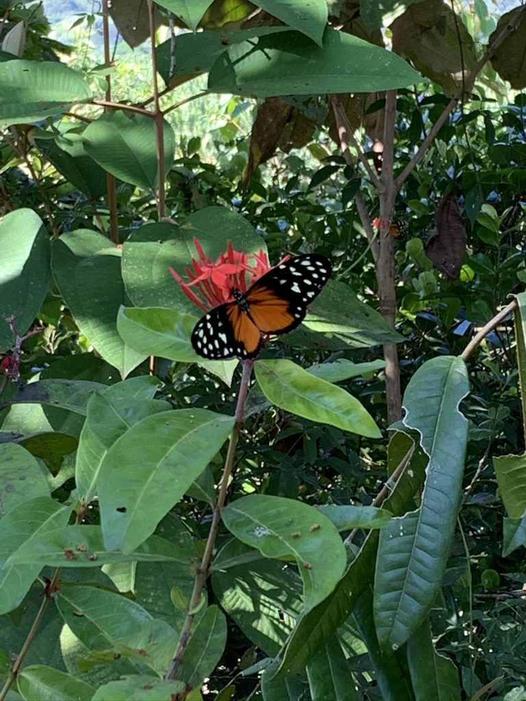 Butterflies at lunch during white water rafting trip