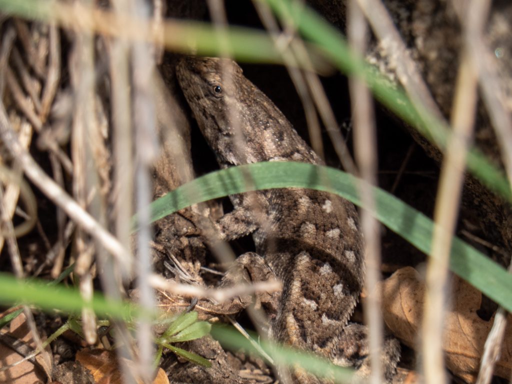 Lizard peeking out his hole - Powerline Trail - Indian Creek Trail