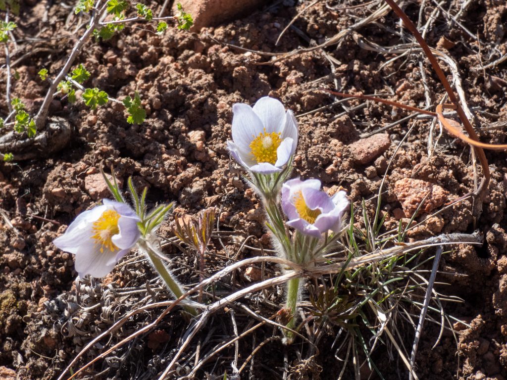 Pasque flower - typical first bloomer in the High Country