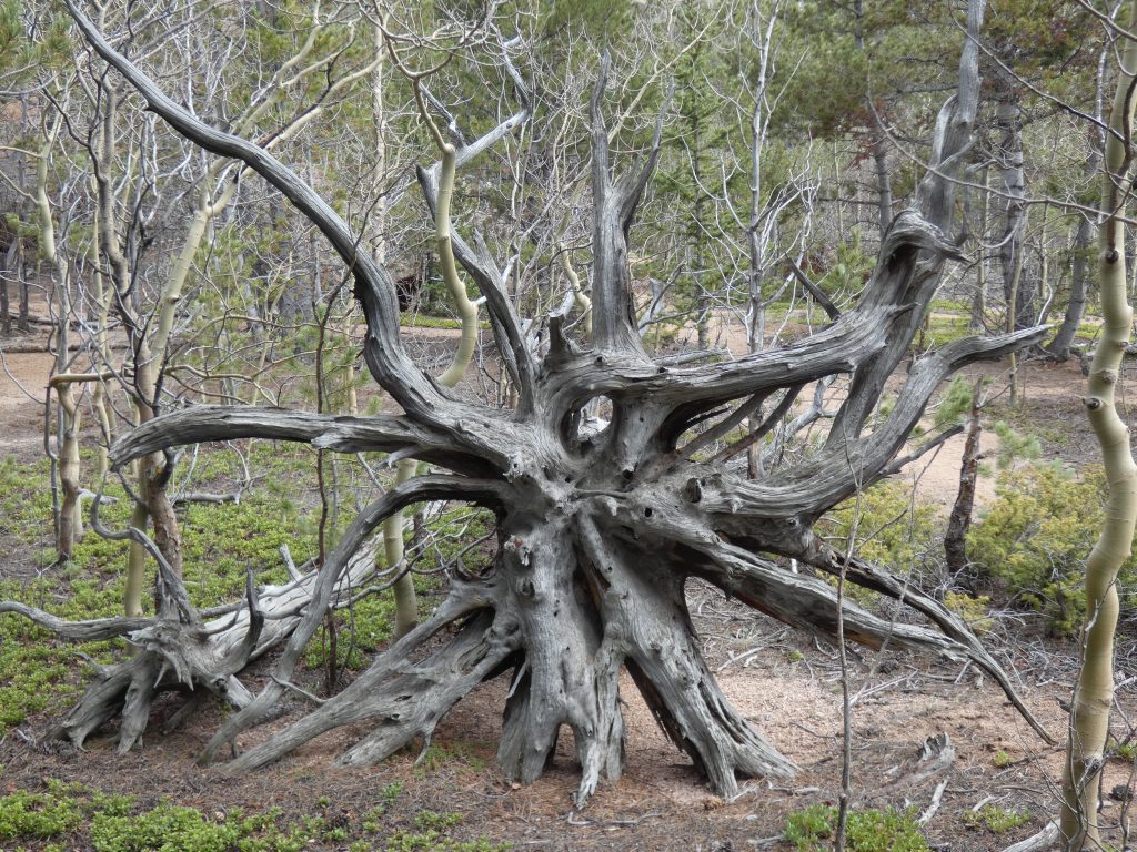 Cool looking root system