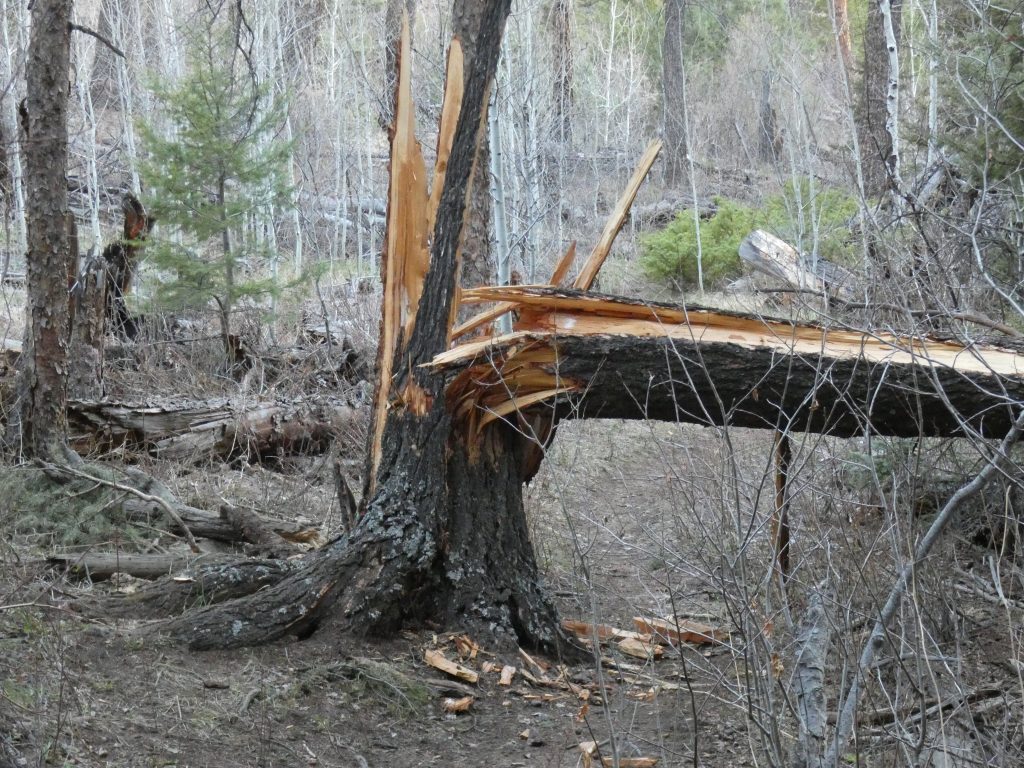 Common sight of fallen trees in Lost Creek Wilderness