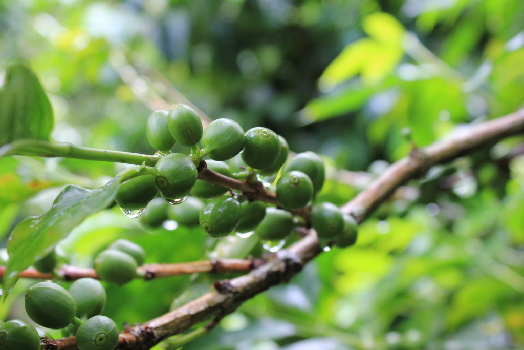 Coffee beans before they are ripe