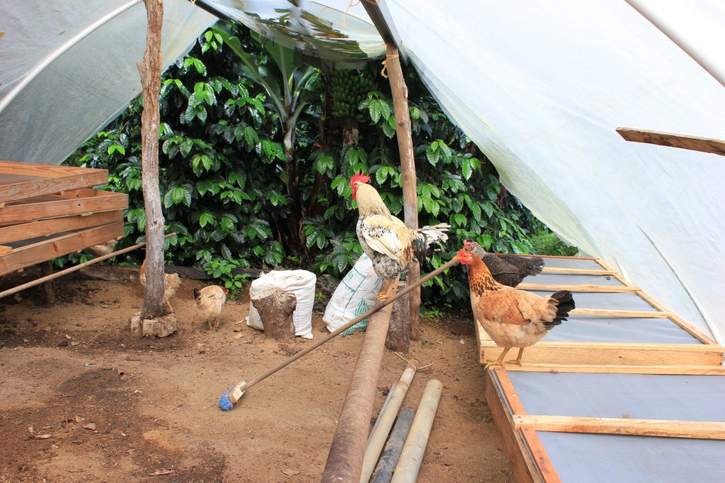 Chickens rule the coffee farm