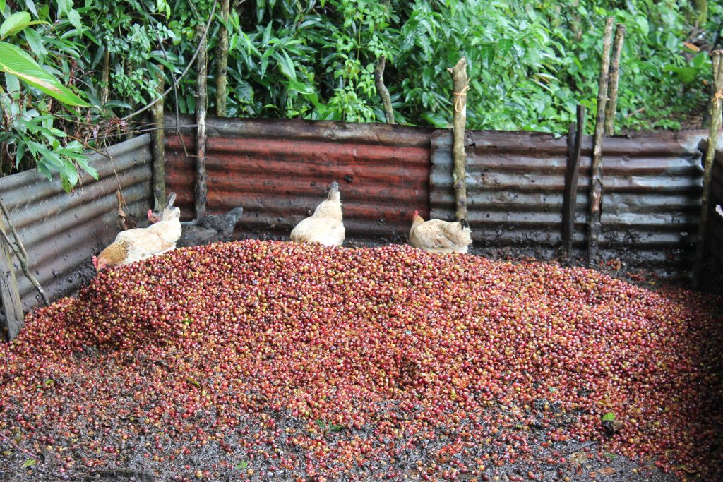 Chickens rule the coffee farm