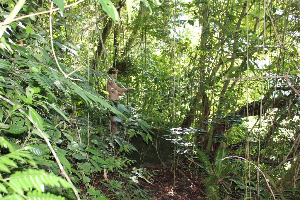 Bushwhacking through the jungle