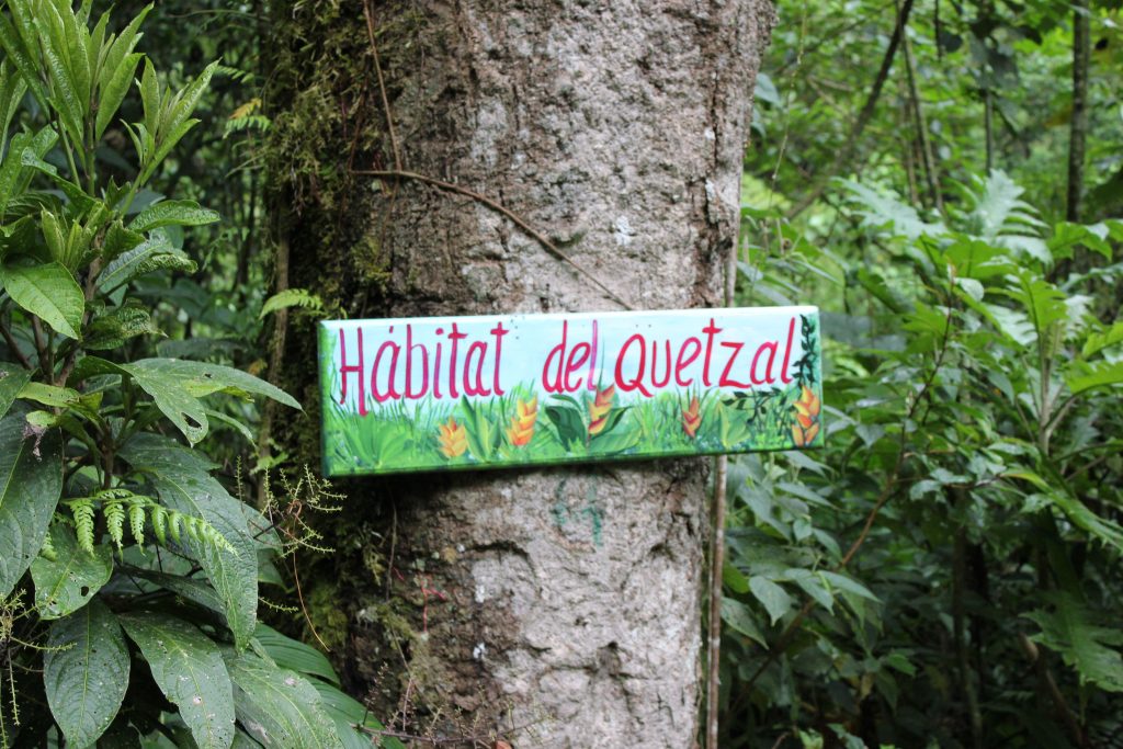 I didn't see any Quetzal
