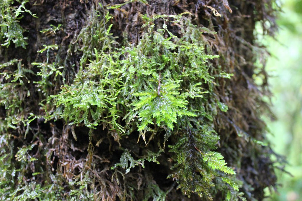 Moss covering a tree