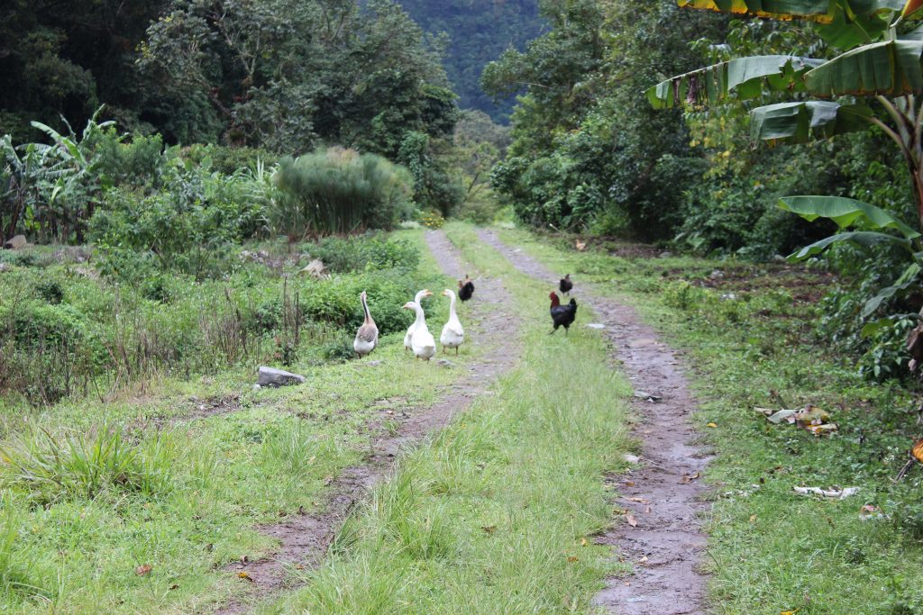 Chickens along the road/trail