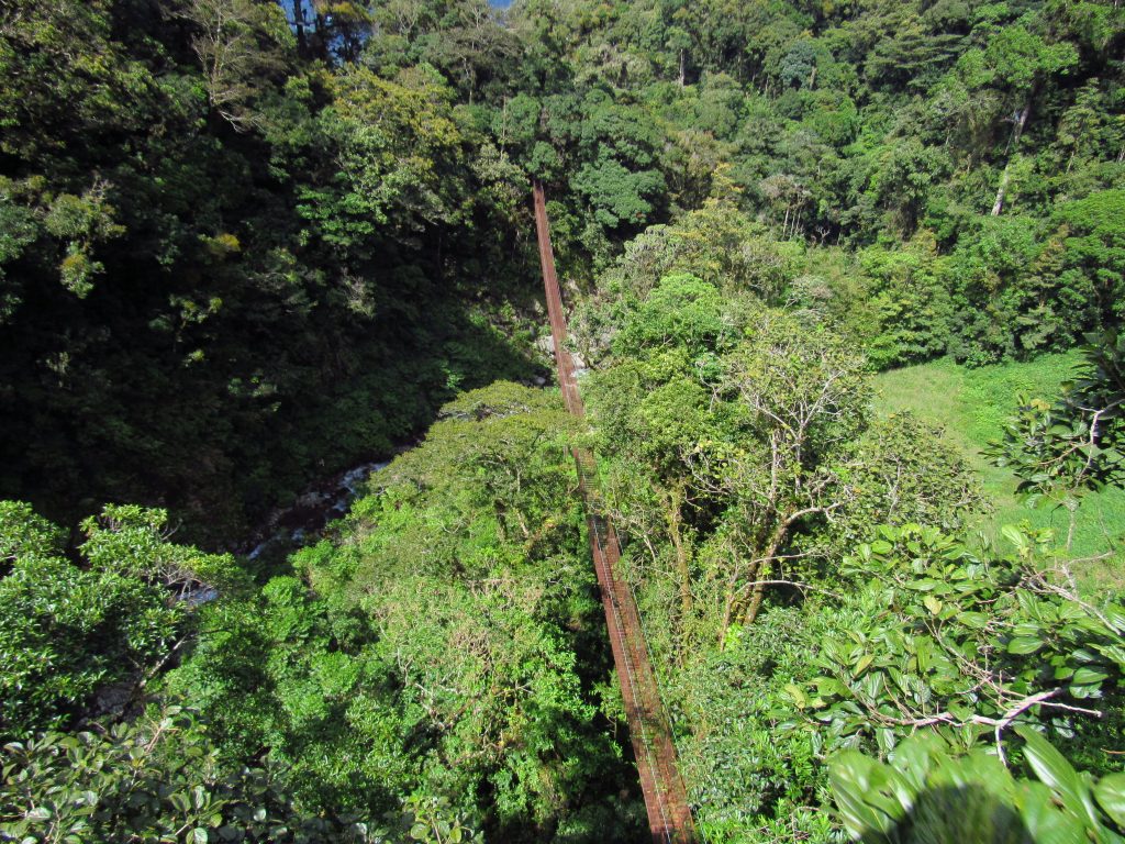 View from ziplining platform in the trees