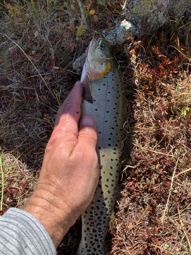 One of the bigger trout I've caught in these lakes