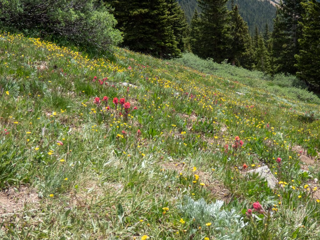 July flowers on Herman Gulch Trail