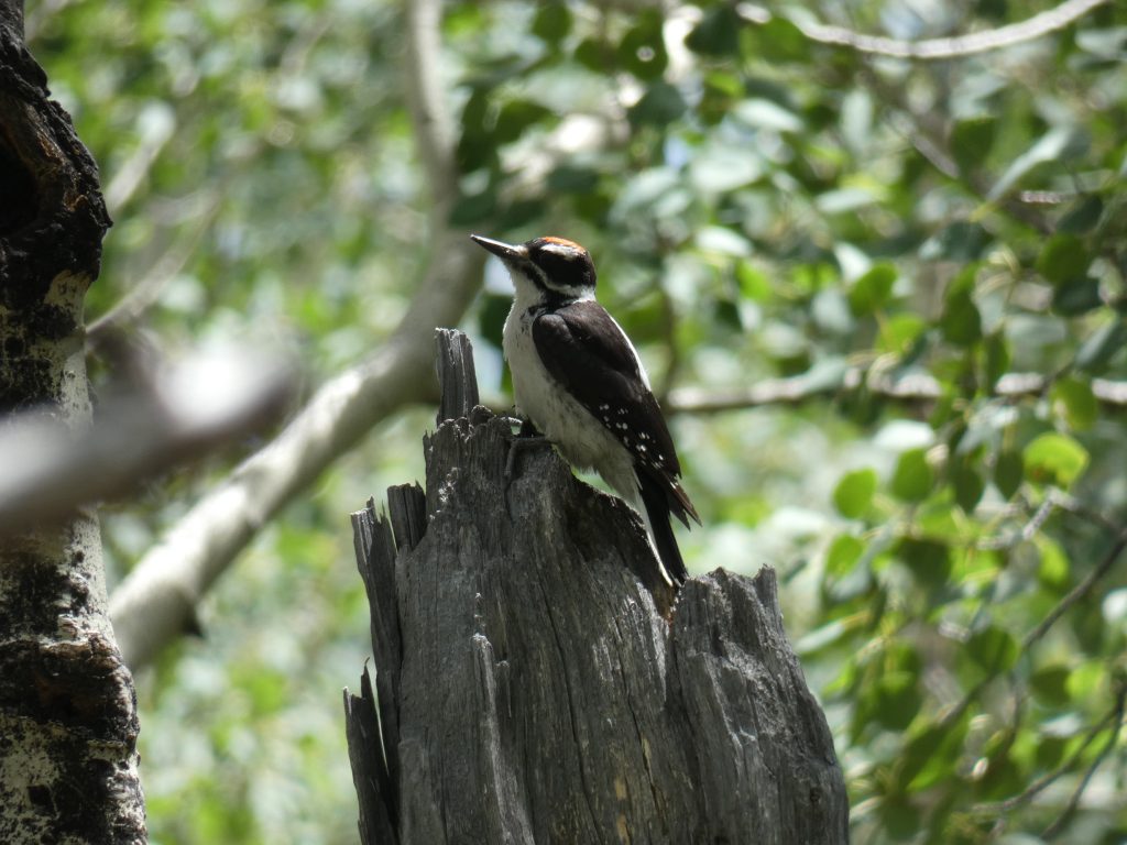 Downy woodpecker posing for me