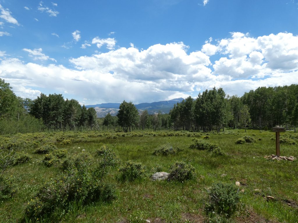 Lipe Meadow off the Colorado Trail