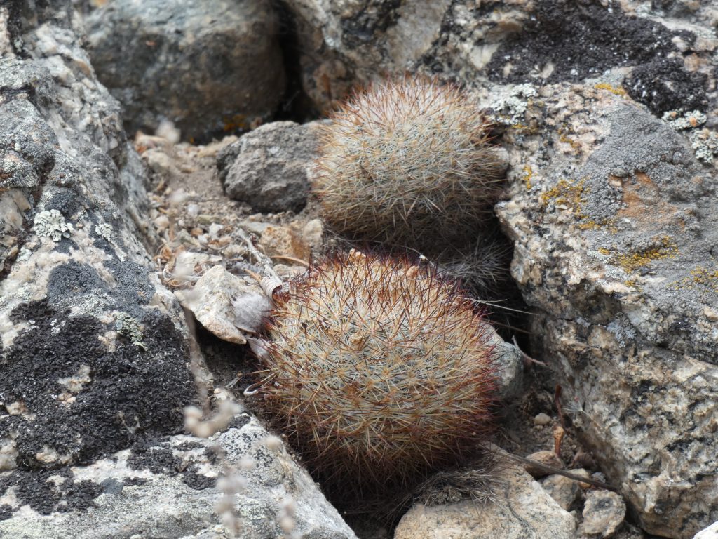 Mountain Ball cactus before blooming