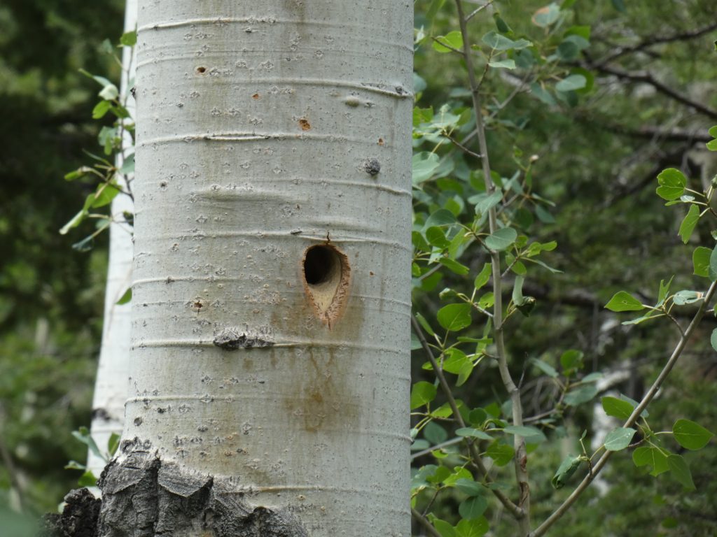 Baby woodpeckers were making noise from this hole