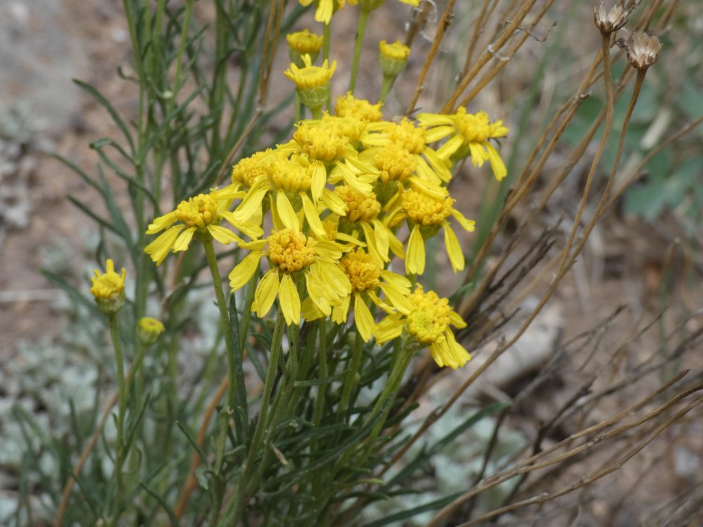 Some flowers off the Colorado Trail