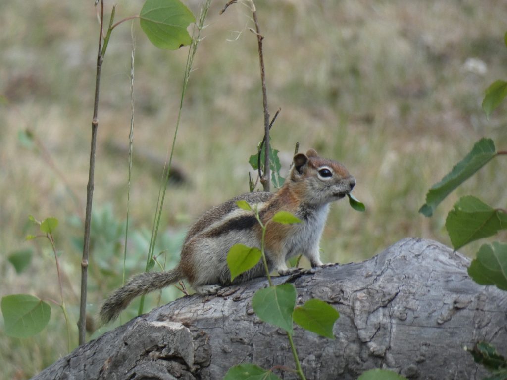Busy little guy off the trail, looks like a Golden-Mantled Ground Squirrel