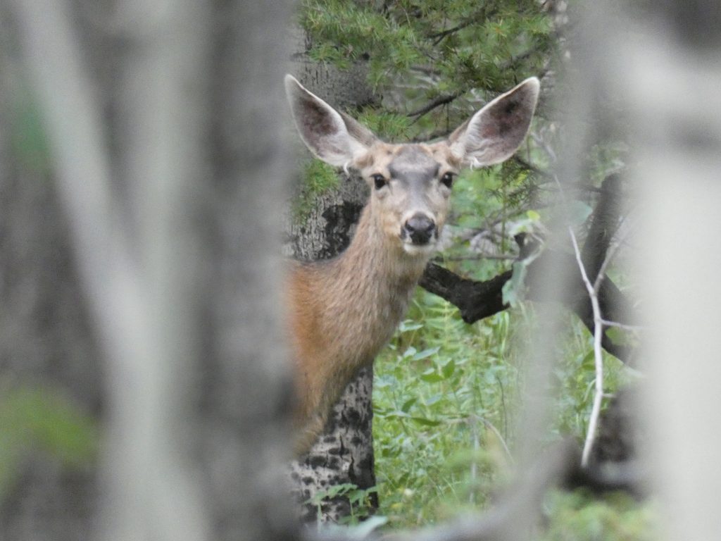 Another deer I saw in the woods