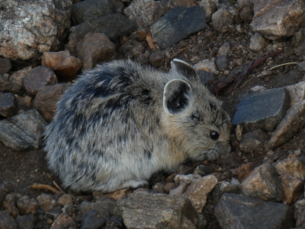 Pika are one of the cutest animals ever!