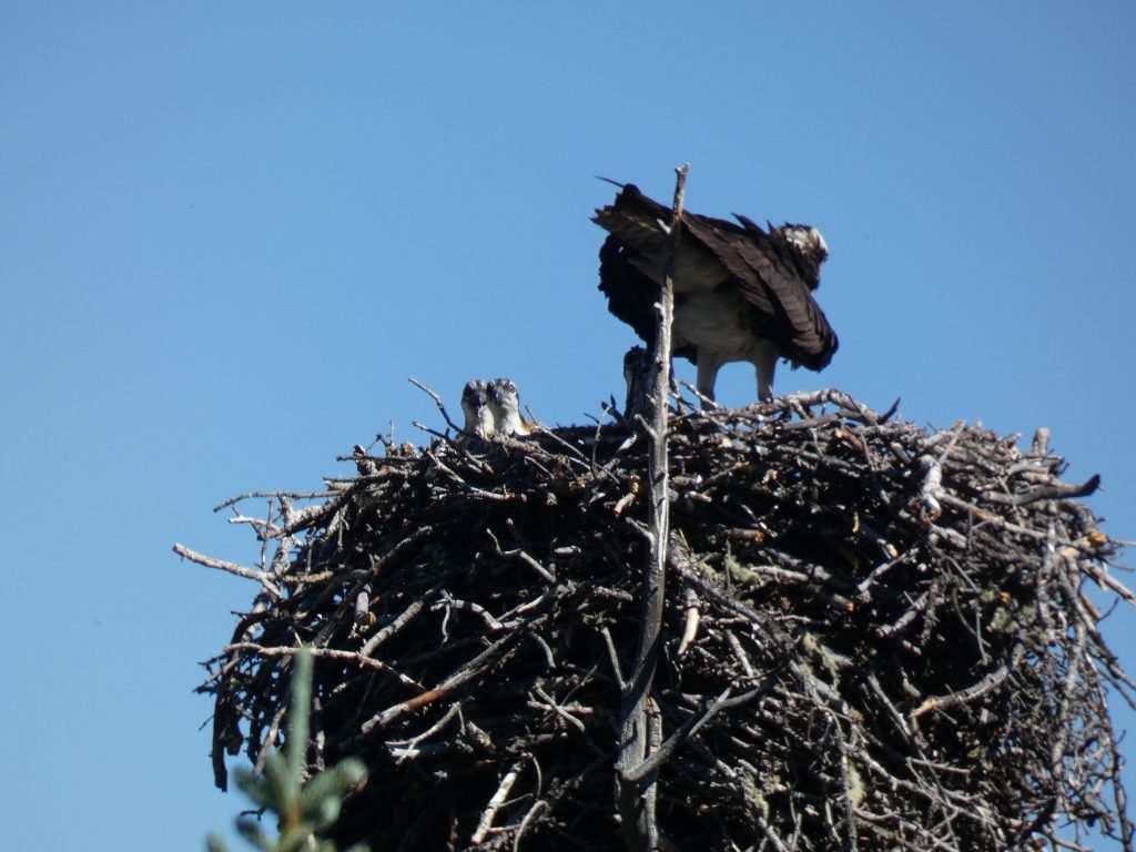 Osprey with her young in a nest spotted on the way to the trailhead