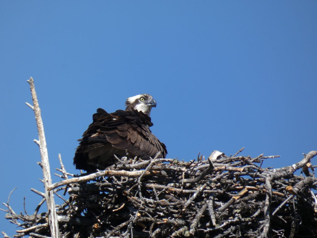 Osprey with her young in a nest spotted on the way to the trailhead