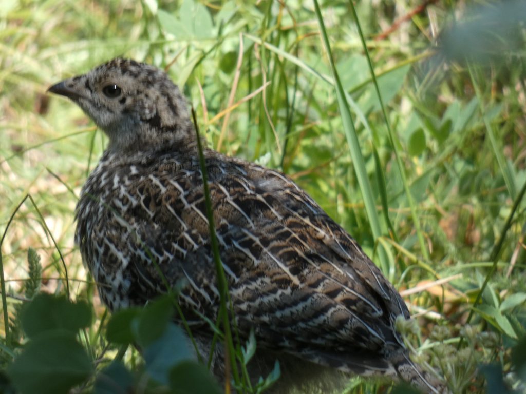 Appears to be a young grouse