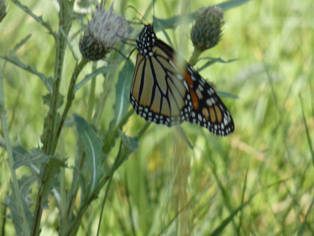 Monarch butterfly - I don't see many of these on the trails