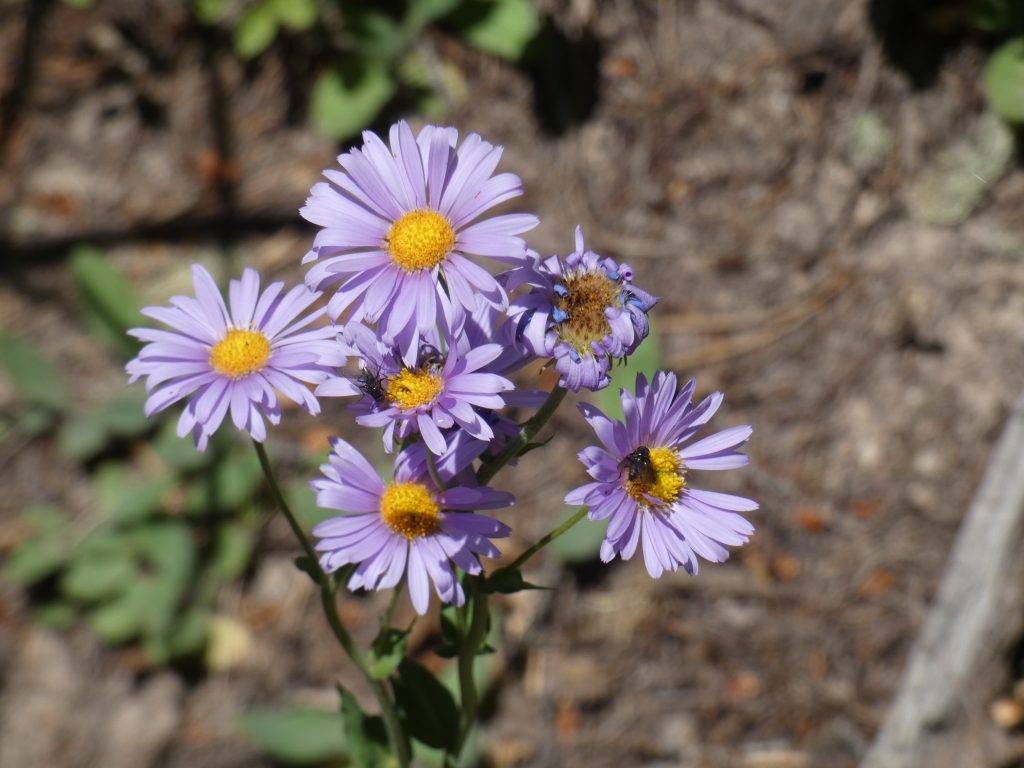 Alpine daisy - may be a Showy Daisy?