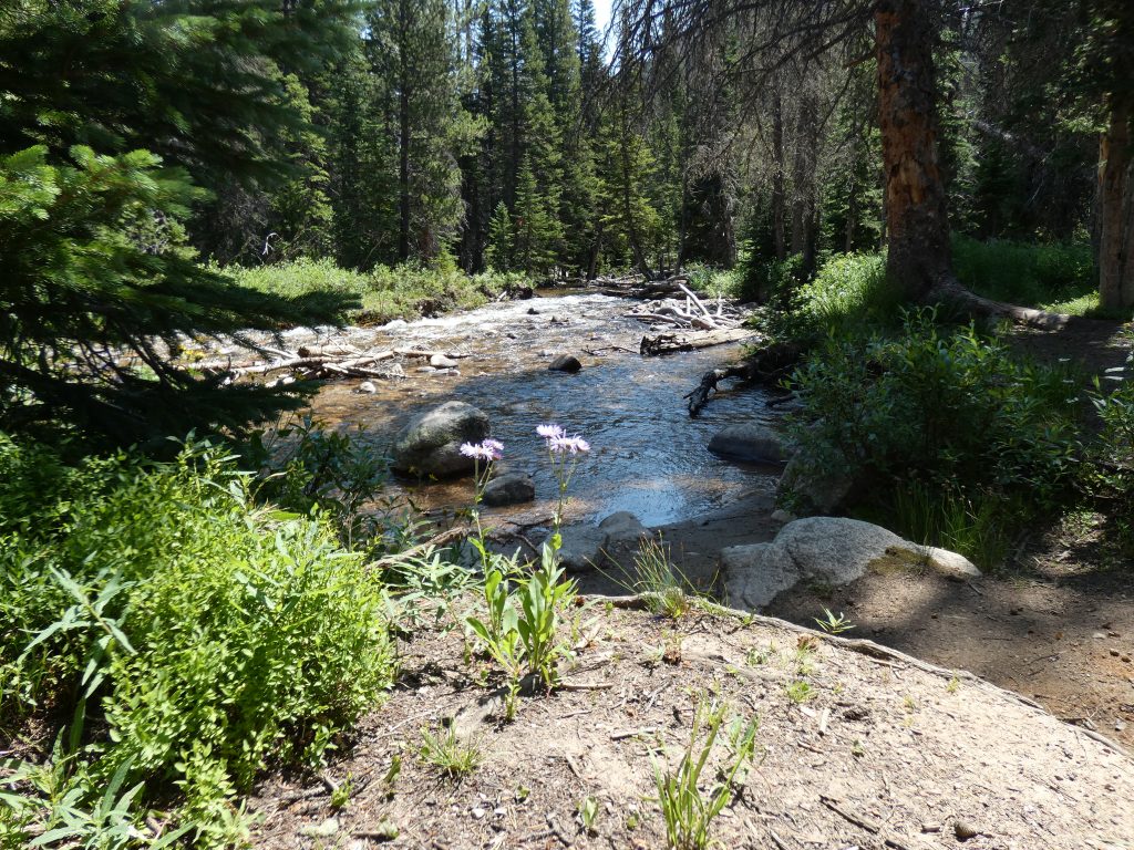 North Fork of the West Branch creek with some daisies in the foreground