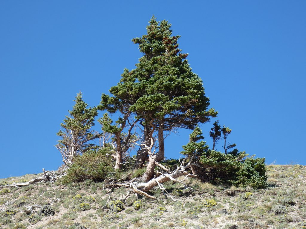 Interesting cluster of trees near the pass