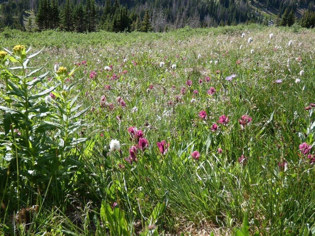 Wildflowers everywhere on the descent from Grassy Pass