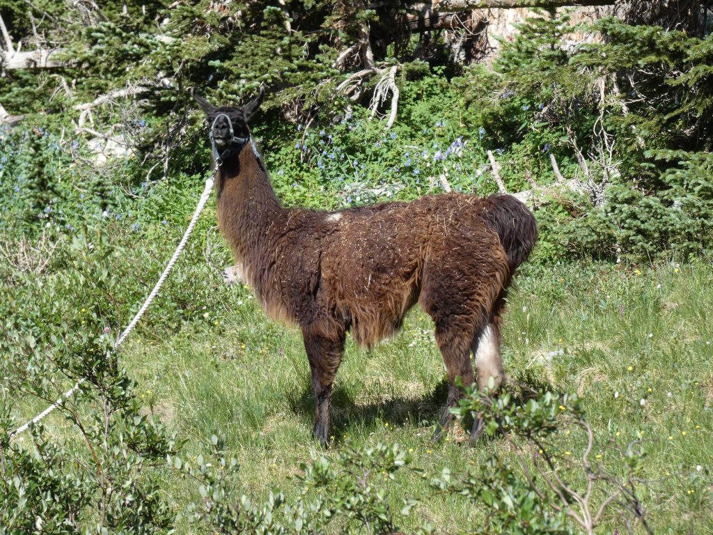 Llama accompanying some hikers