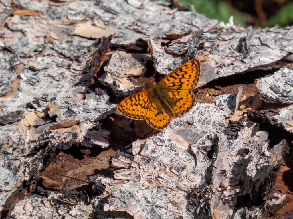 Butterflies were out in force - I think this from the Fritillary family of butterflies