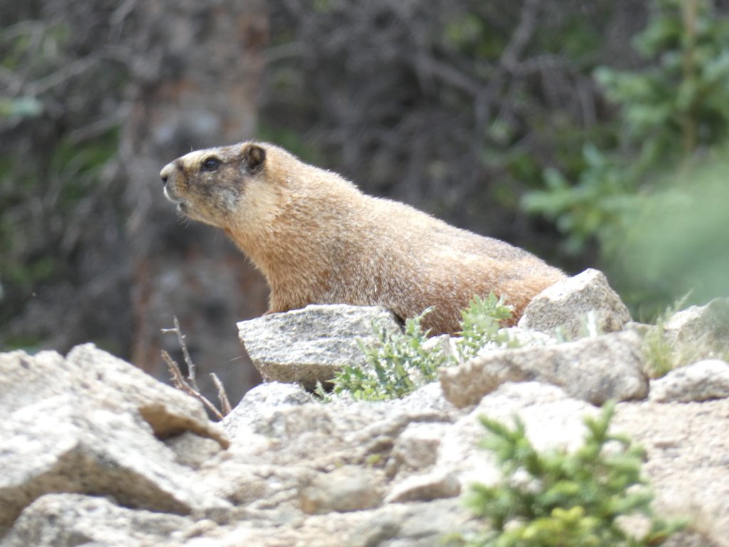 Marmot posing for me