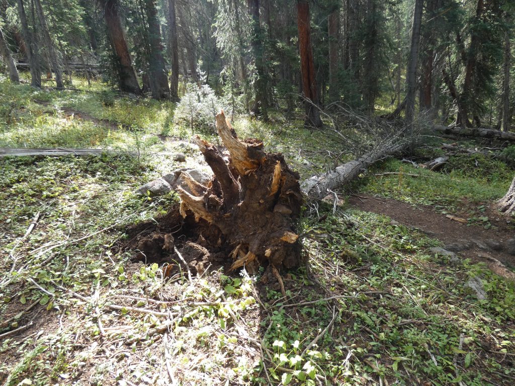 Downed trees on Deluge Lake Trail