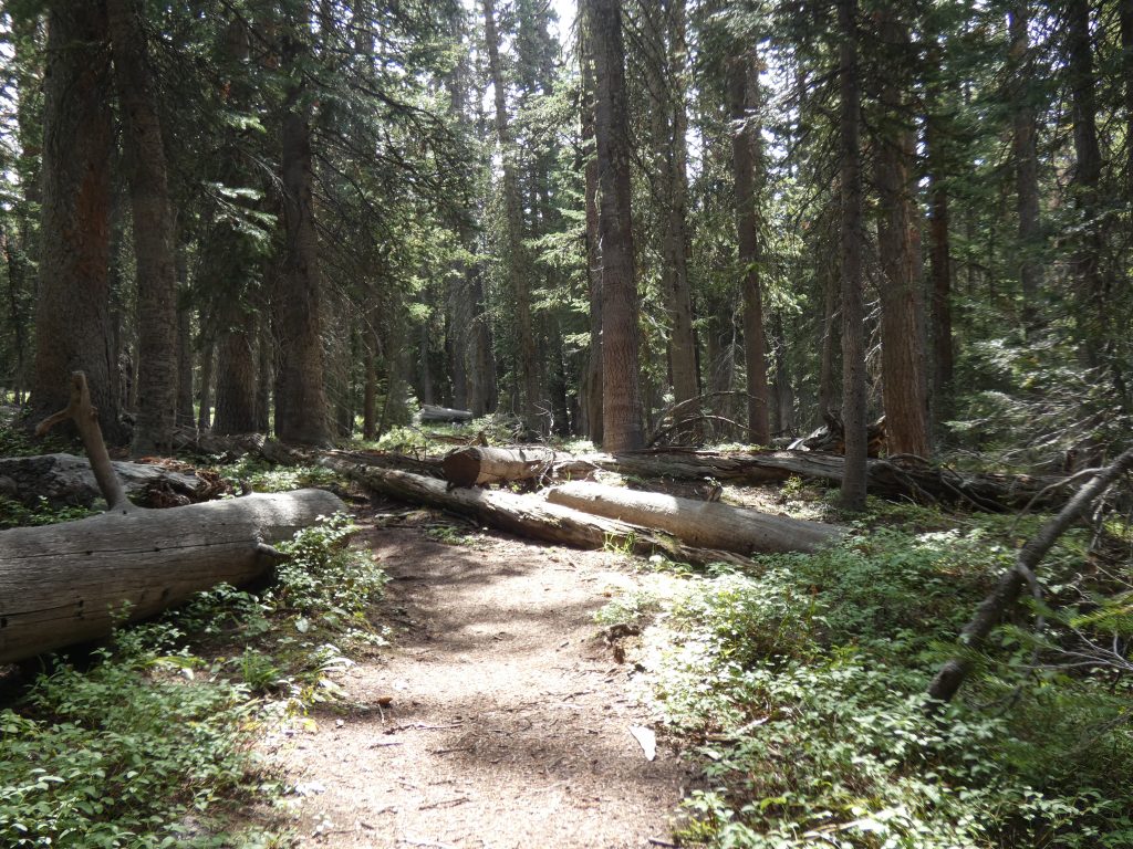 Downed trees on Deluge Lake Trail