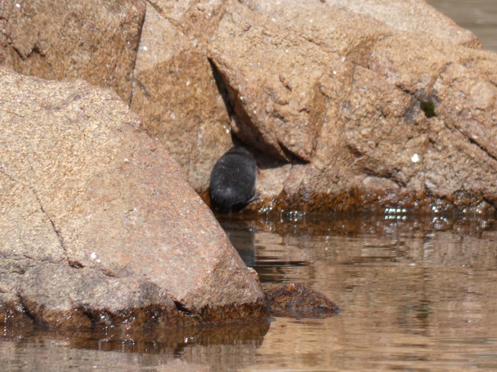 Back of unknown animal at Deluge Lake (shrew?)