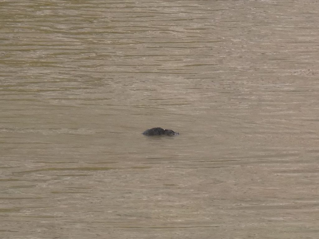 Unknown critter swimming in Deluge Lake