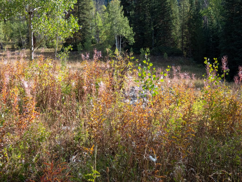Fall meadows - pretty in their own way