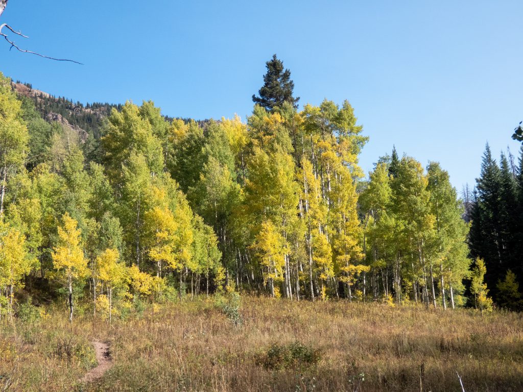 Aspens are starting to change