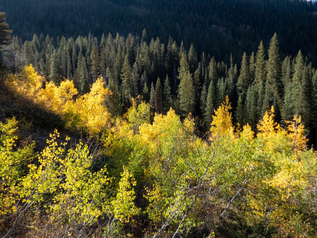 September Fall colors in the Vail Valley