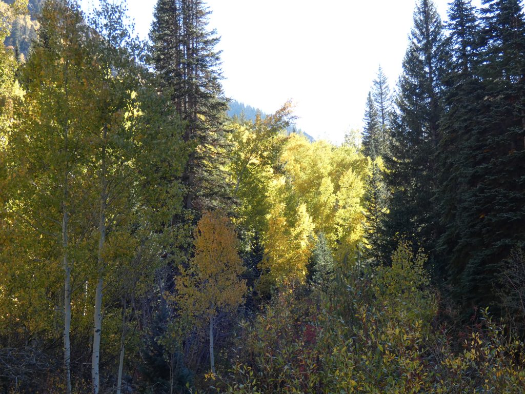 Fall colors in the Gore Range