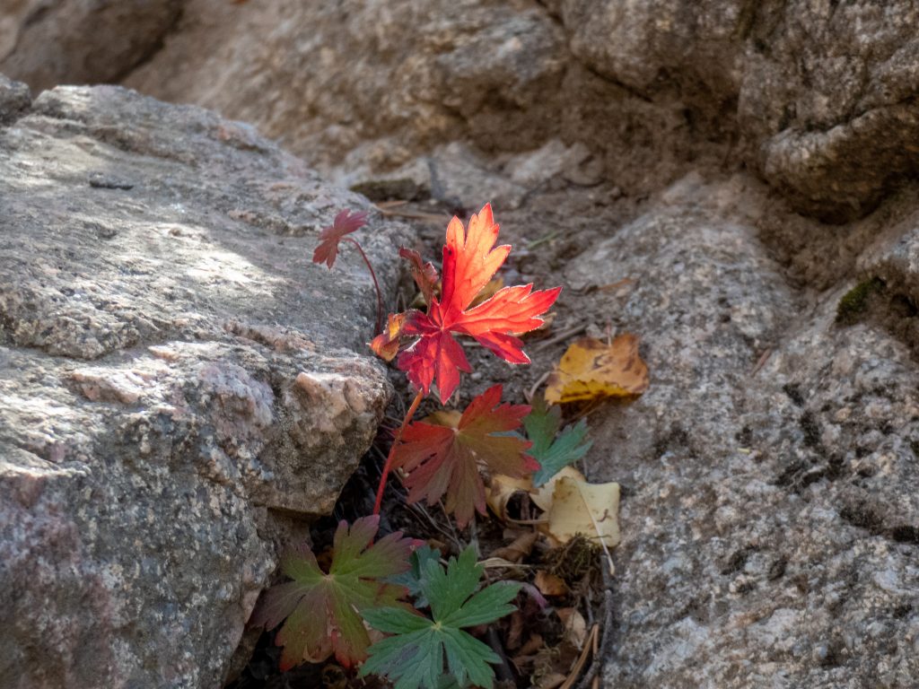 A small example of fall colors - right in the trail!