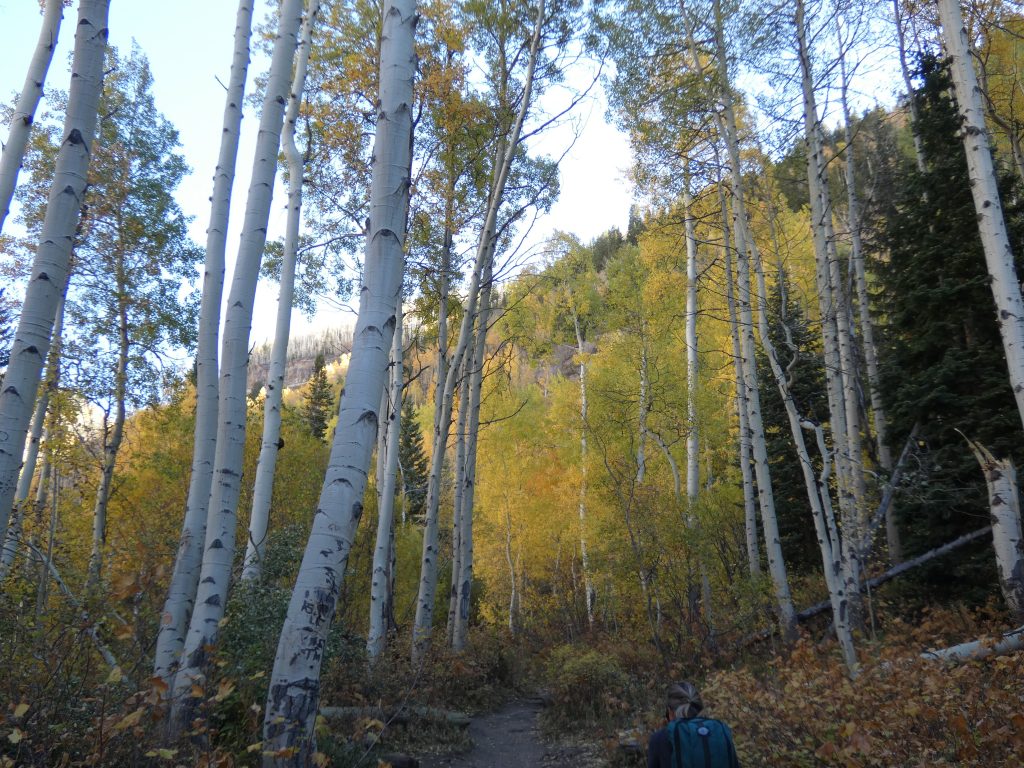 Passing through an Aspen grove with colors all around
